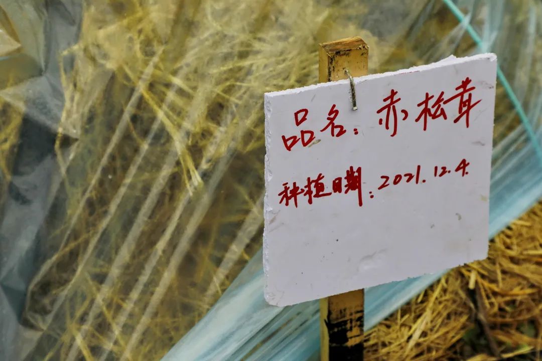 种在金山树林里的“宝贝”,还能增加额外收入…