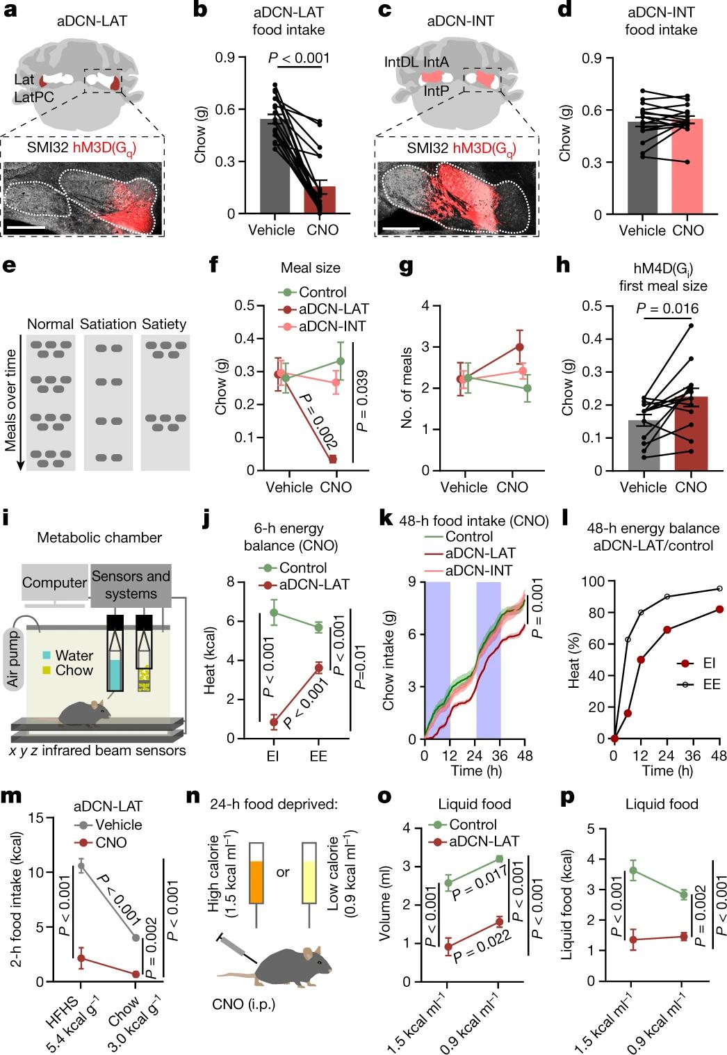 vta的多巴胺细胞带来社交牛逼症小脑深处藏着食欲终结者