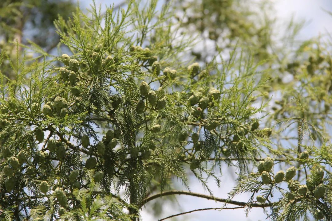 杉科另一单属种植物活化石水松