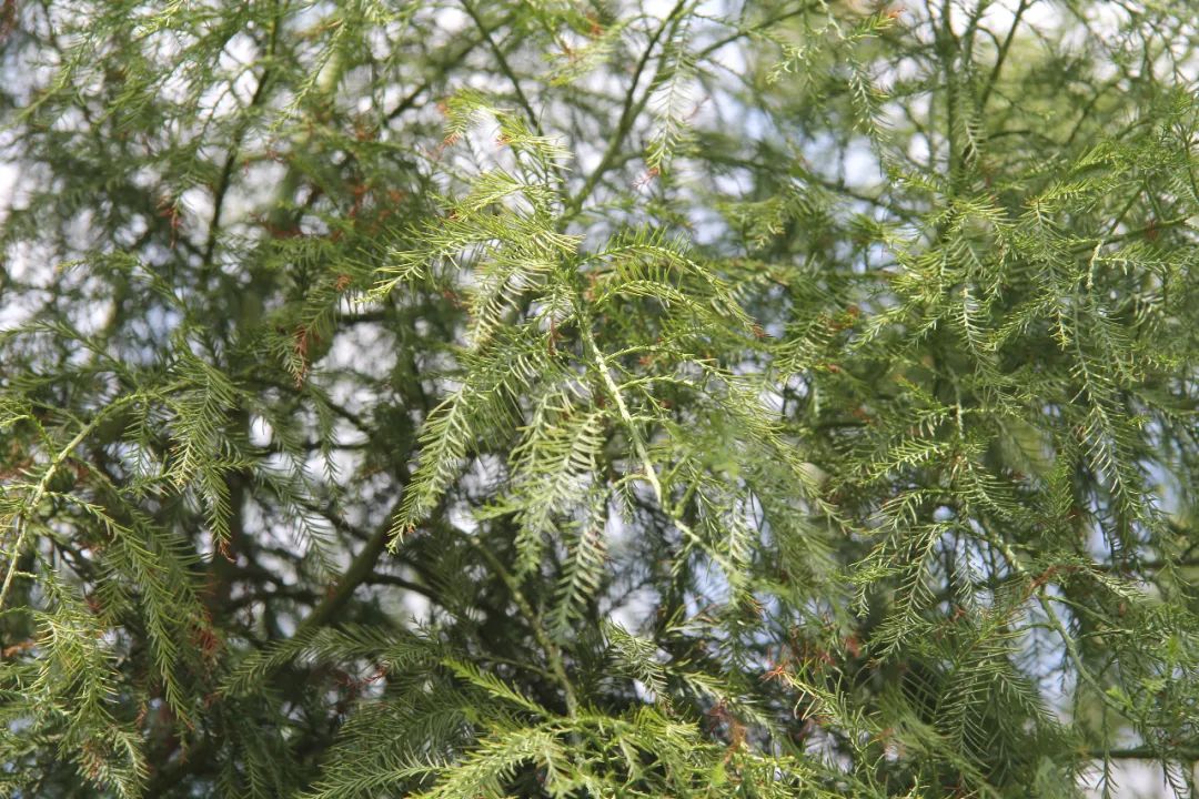 杉科另一单属种植物活化石——水松