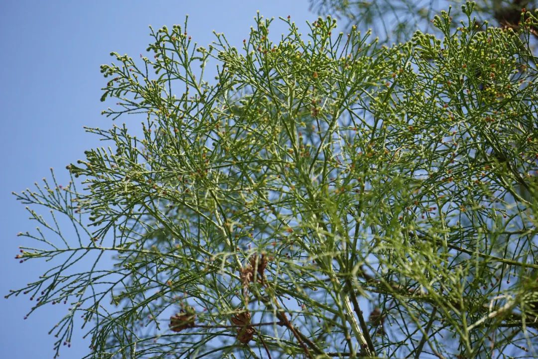 杉科另一单属种植物活化石——水松