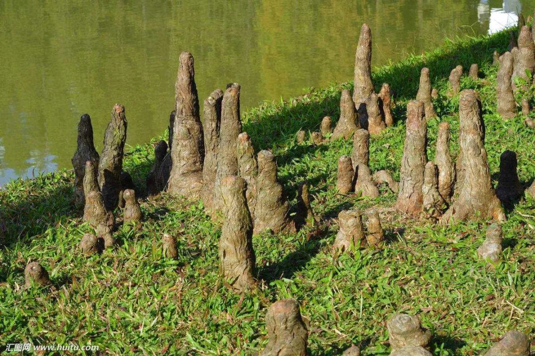 杉科另一单属种植物活化石—水松