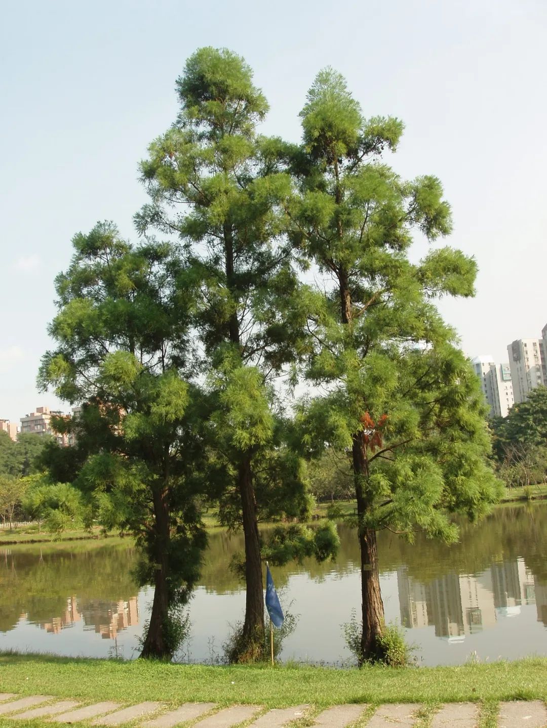 上海植物园水松小岛(水松早期生长位置)上海植物园早