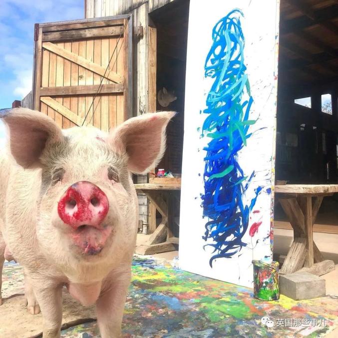 趣闻一头叫猪卡索的猪画了一幅画卖了近17万人民币