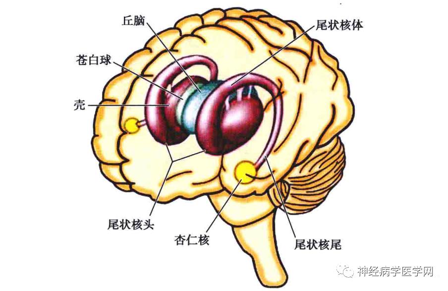 基底神经节组成图片