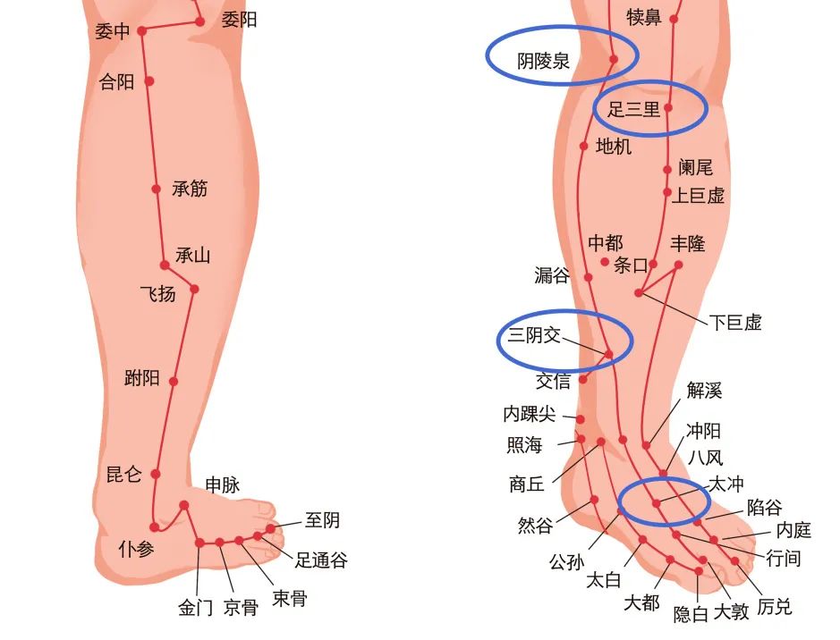 下腹部,前正中線上,當臍中下3寸最常用穴位:穴位有顯著特異性作用