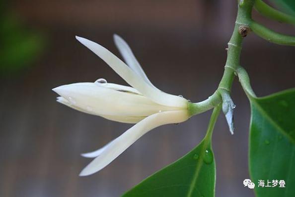 花魂茶侣两相依上