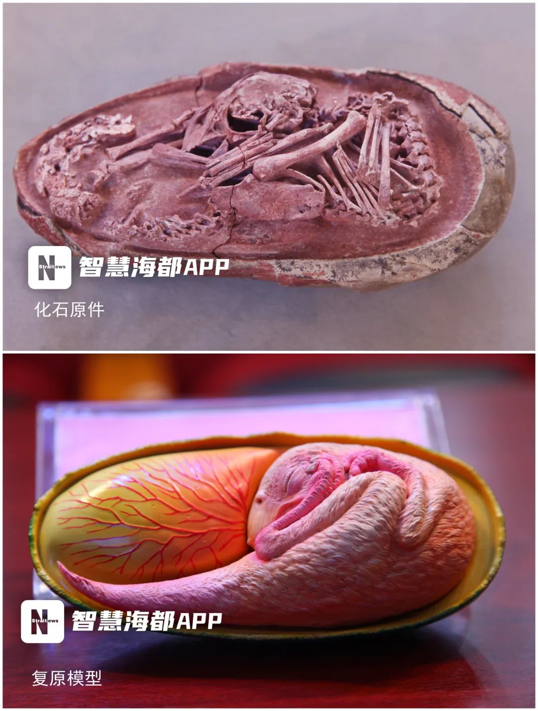 恐龙蛋化石 胚胎图片
