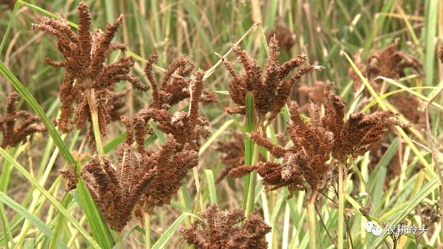 妈妈的味道寻味庆元丨岭头乡龙爪粟