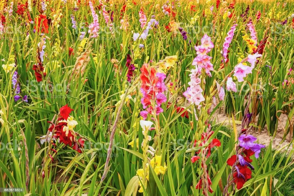 红山玉 花乡 外二篇 小小说 湃客 澎湃新闻 The Paper