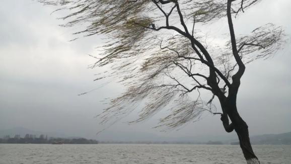 市气象台发布大风黄色预警年度压轴强冷空气抵达杭州降温冰冻大风组团