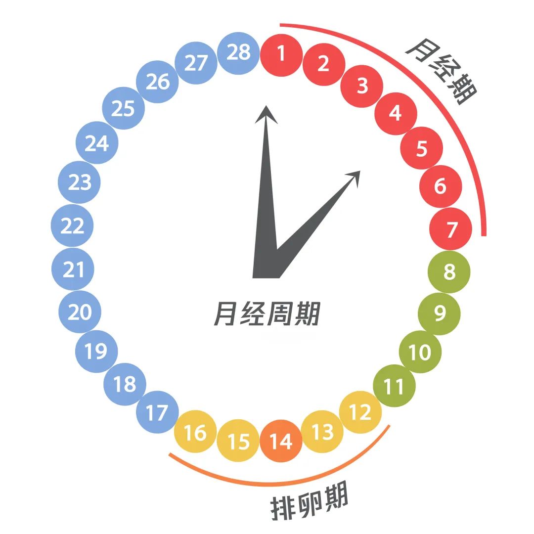 谣 言"女人一生只能排400颗卵,谁先排完谁先老,月经期短的排卵频繁,老