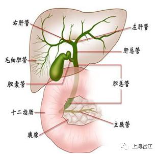 肝脏下面是什么图片