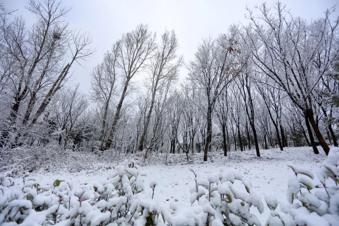 天氣預報沒有放鴿子威寧下雪了