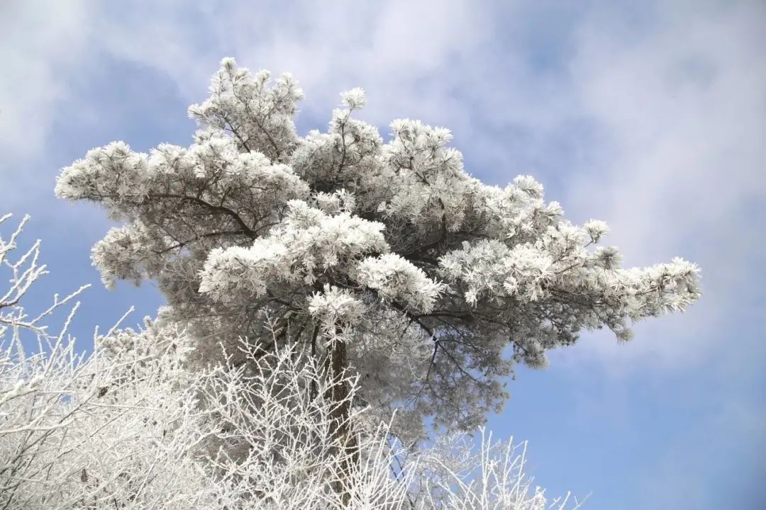 ▼▼▼(圖片來源朋友圈)東白山雪景美到