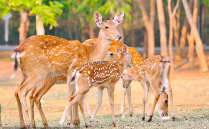 12月29日麻城青蛙乐园鹿岛公园盛大开园附免票攻略