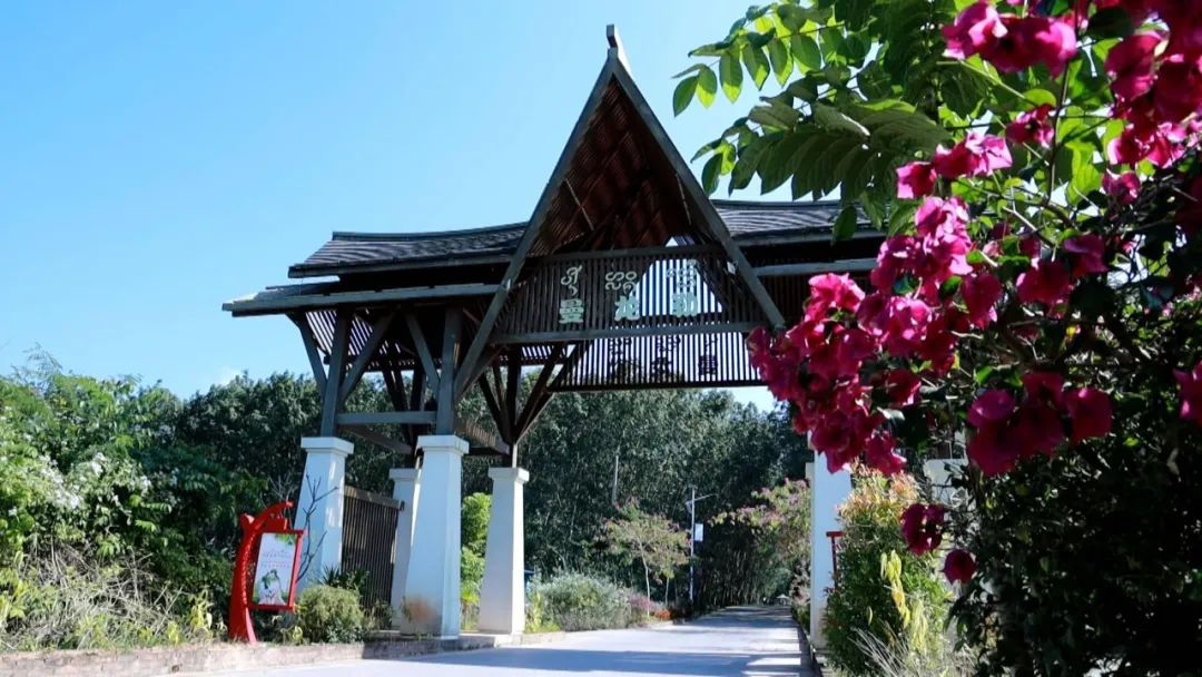 勐腊镇曼龙勒村琴瑟和鸣唱响民族团结产业富民推进乡村振兴