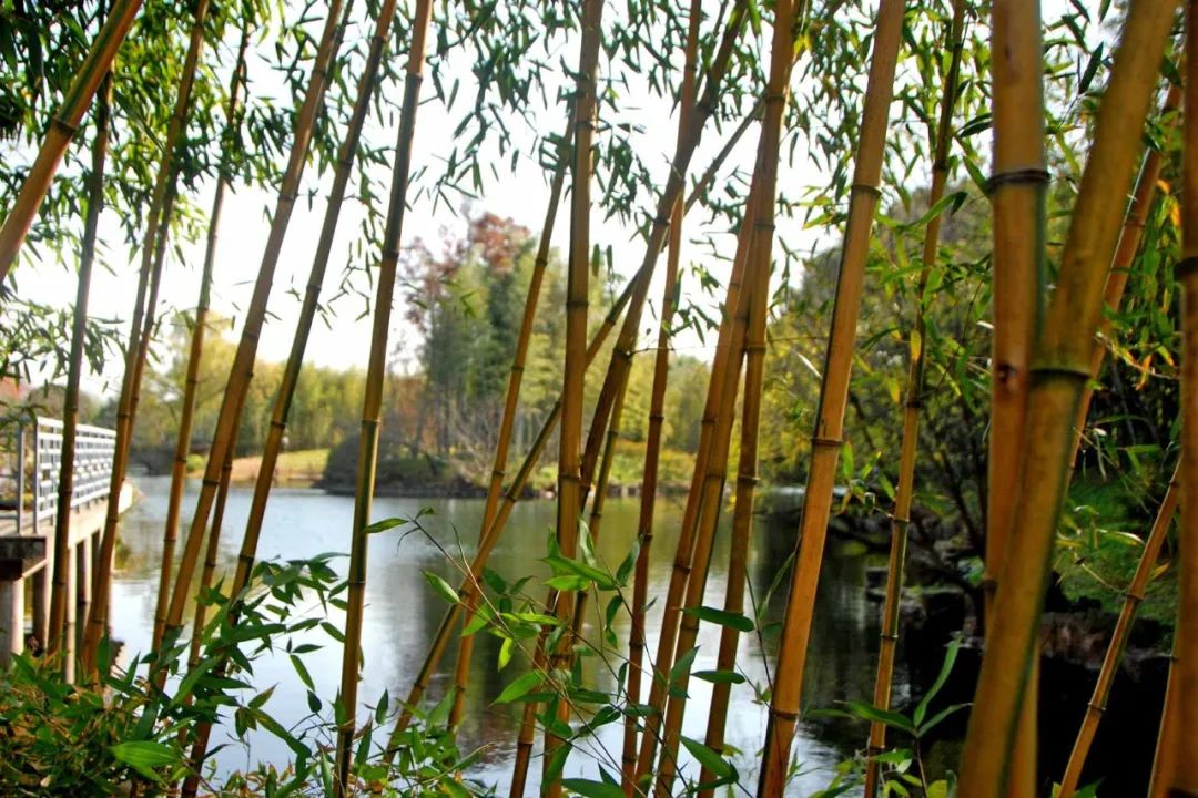 万竹园生态旅游景区图片
