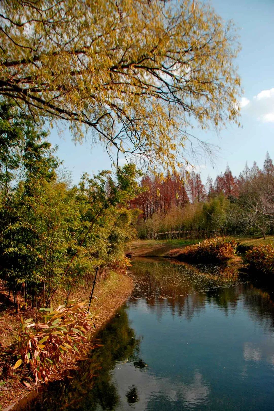 杨浦万竹园的景色一整个被美住
