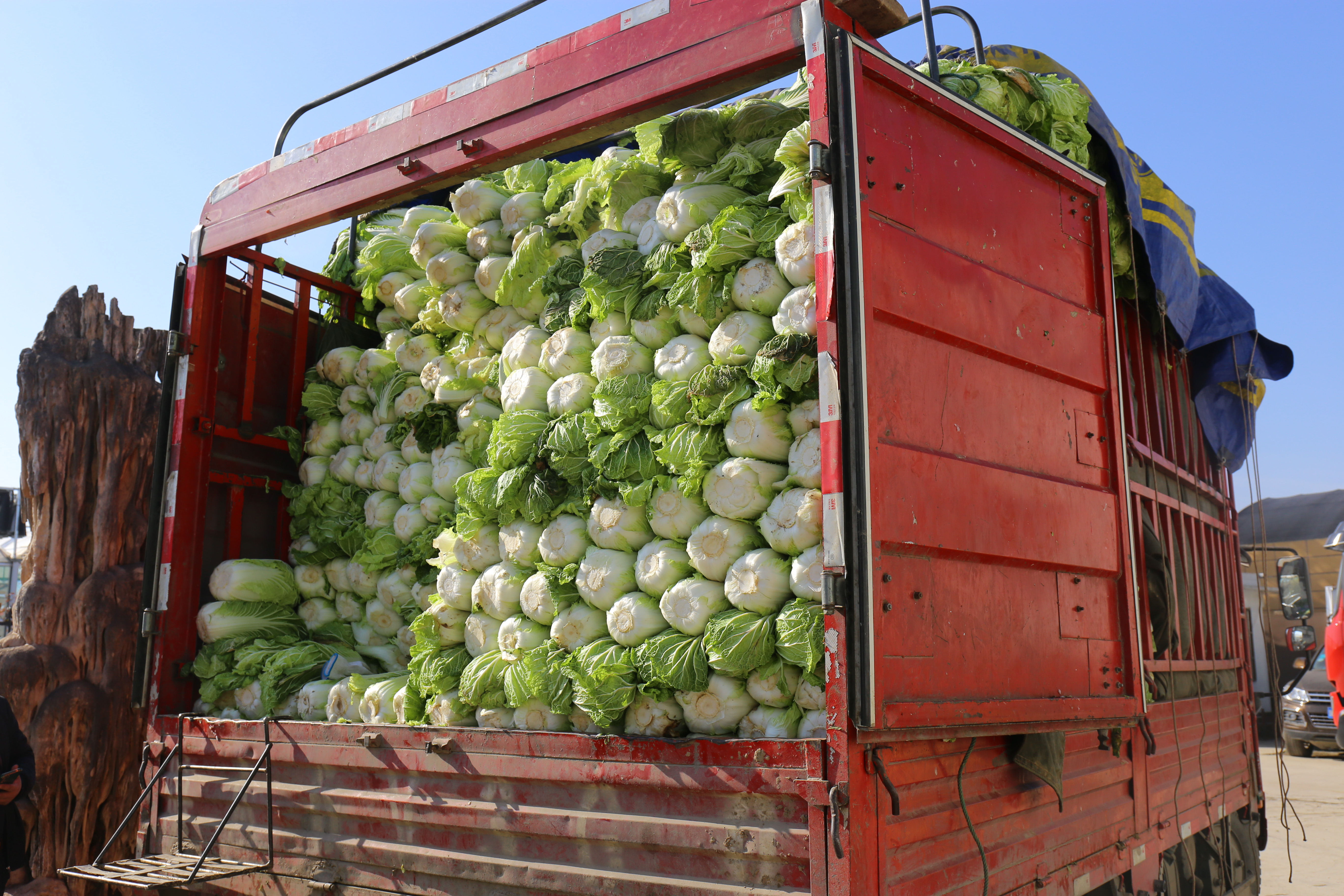 55万斤蔬菜免费送
