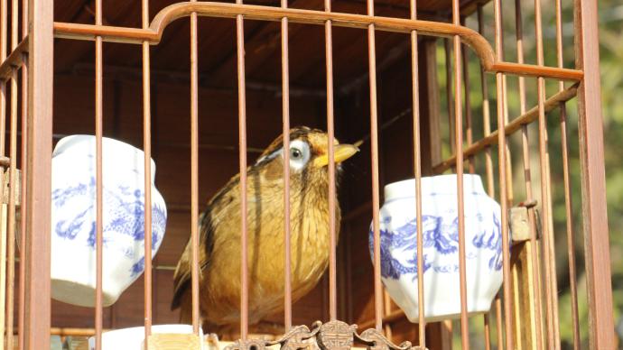 养画眉鸟违法？多种传统笼养鸟已被列为国家级保护动物