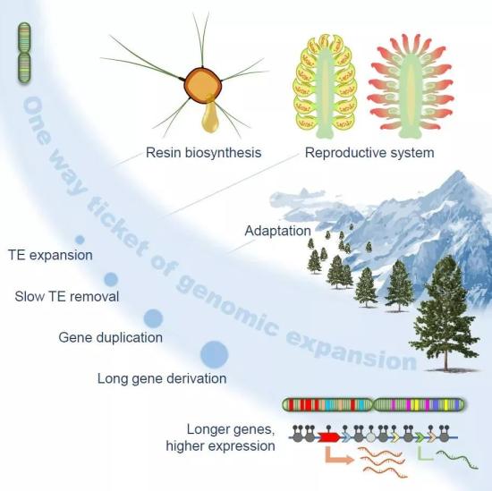 bob电竞体育平台破解“中国松”基因密码！北林大森林生物学领域重大突破成果发表于(图1)