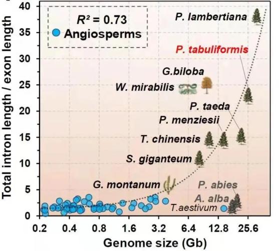 bob电竞体育平台破解“中国松”基因密码！北林大森林生物学领域重大突破成果发表于(图2)