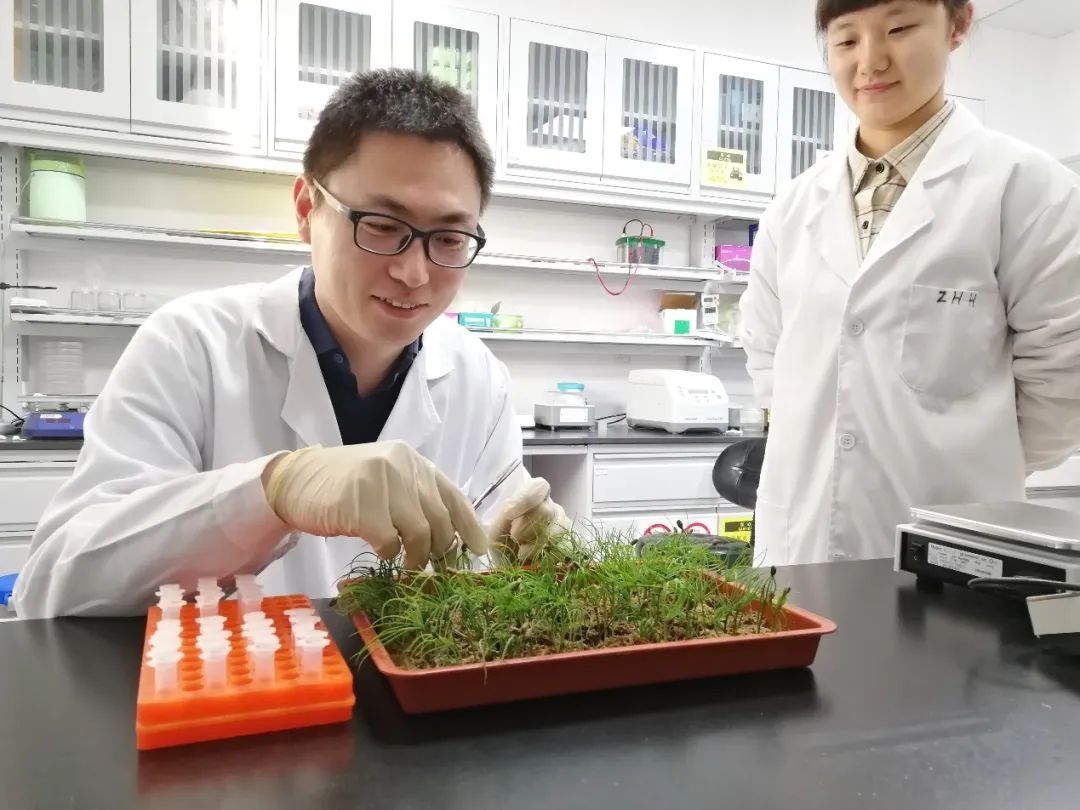 bob电竞体育平台破解“中国松”基因密码！北林大森林生物学领域重大突破成果发表于(图3)