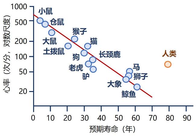 人类寿命实现突破你可能会问,既然静息心率在一定范围内越低越好,那么