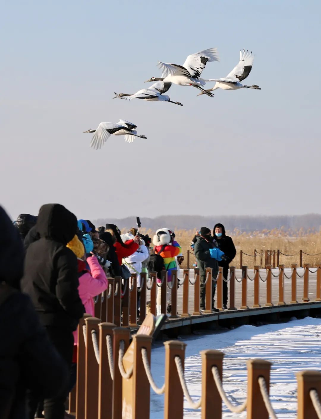 齐齐哈尔市第二届雪地观鹤节开幕这个冬天玩嗨了