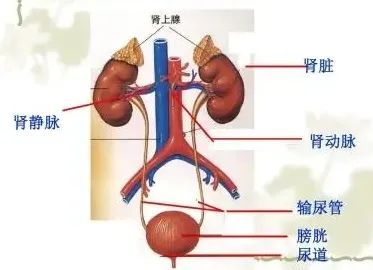 前后尿道分界图片