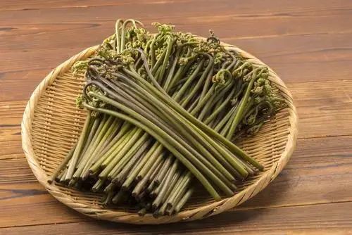 长白山的神奇山珍蕨菜