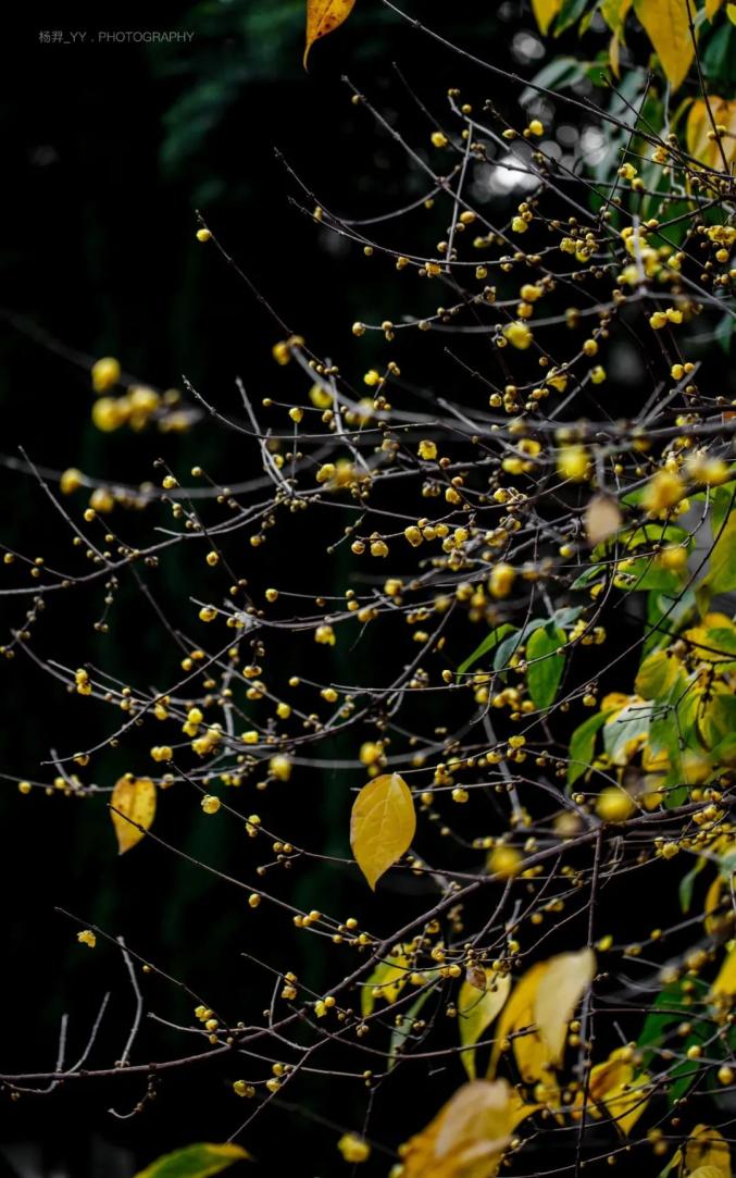 暗香扑鼻成都这些地方的腊梅开啦