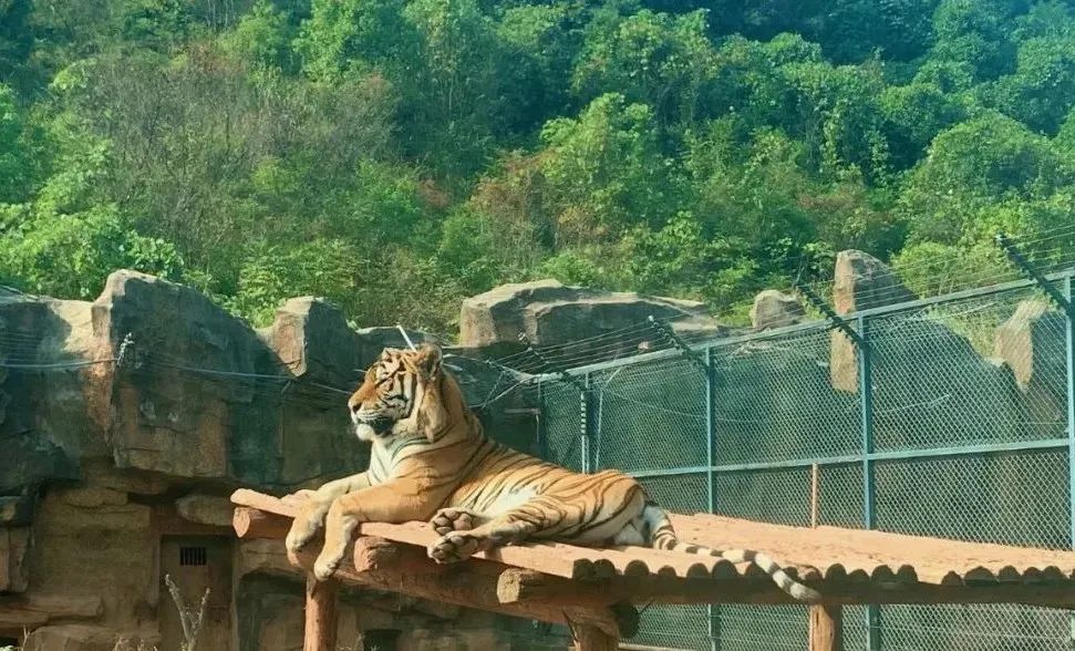 元旦長沙生態動物園遊園攻略來了繪老虎展虎威迎虎年