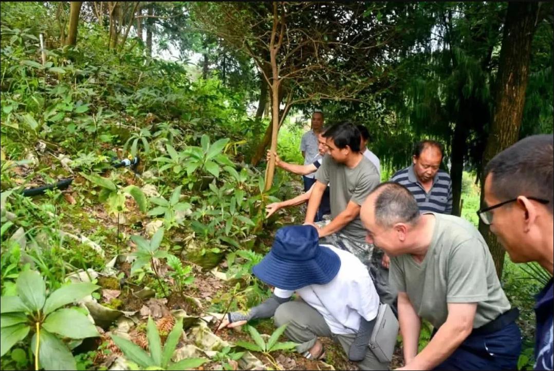 林下中药材产业建德市李家镇上述名单中,建德市李家镇,泰顺县竹里畲族