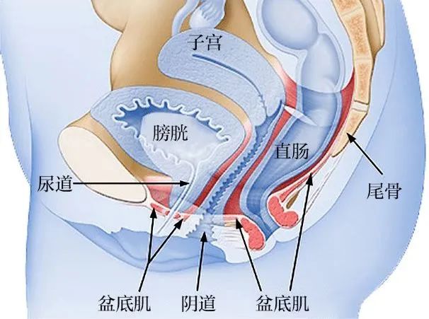 承托并保持子宫,膀胱和直肠等盆腔脏器,让它们处于正常位置