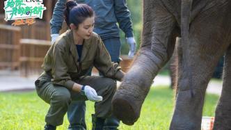 《给你，我的新名片》李冰冰季第三期上线，为大象体检