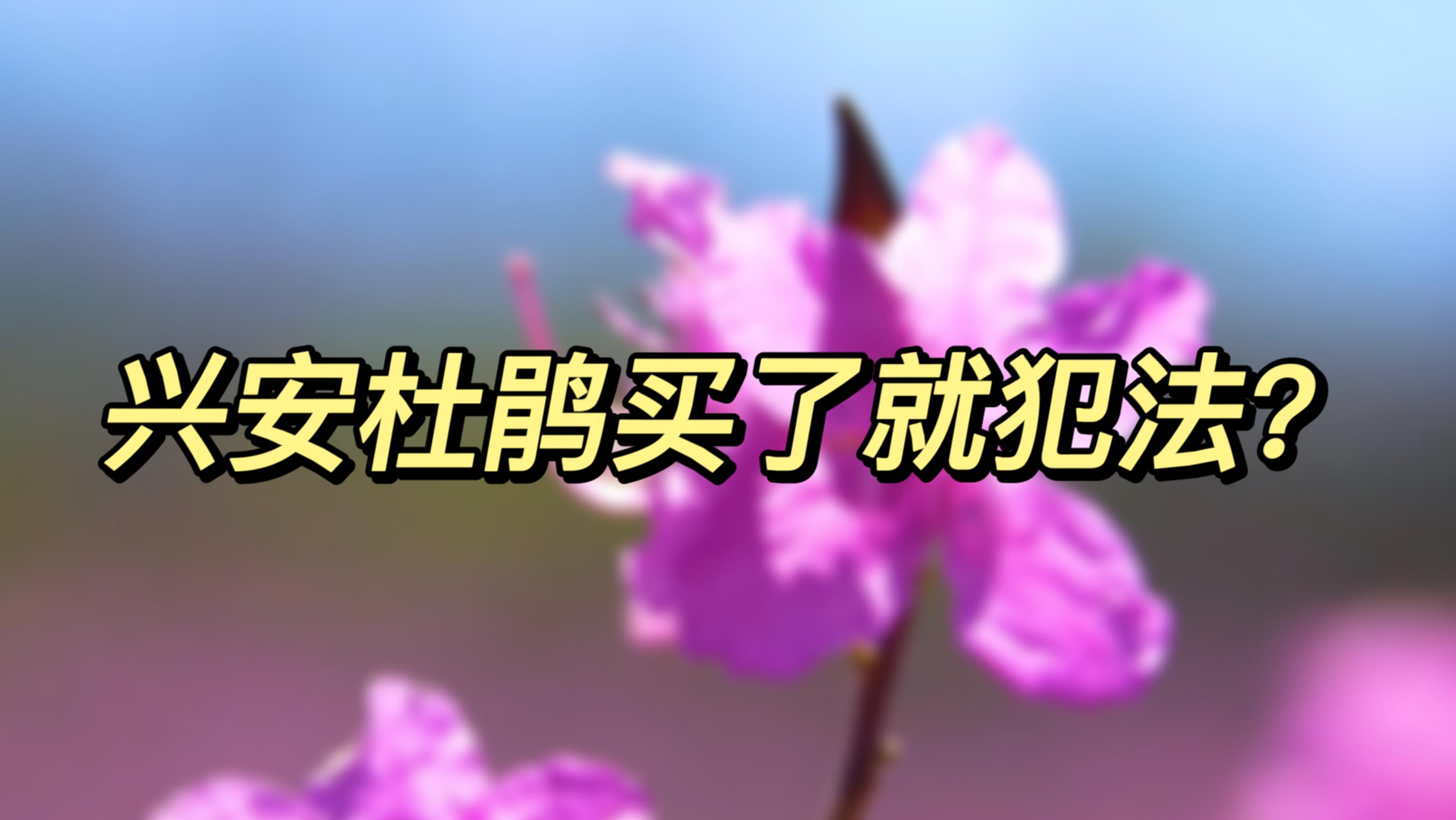 興安杜鵑為國家二級保護植物,請勿私自購買或出售
