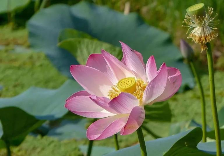 瞧完菜花,接著還有上海海灣國家森林公園裡雍容華貴的牡丹等你來賞