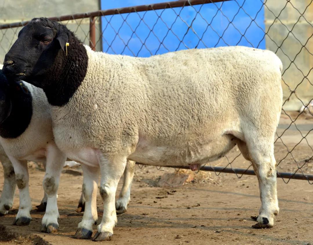 中国羊品种图片