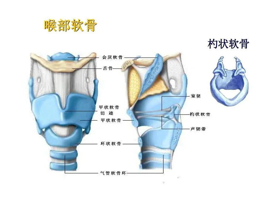 喉软骨的解剖结构图图片