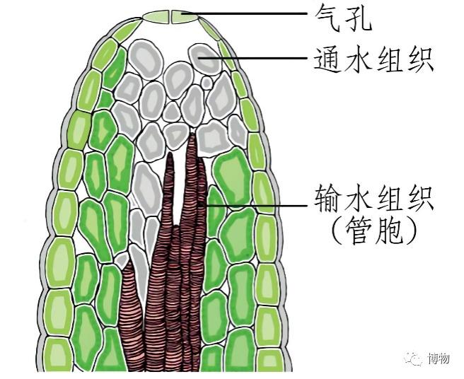 植物的排水器 图片来源:brainkart.com