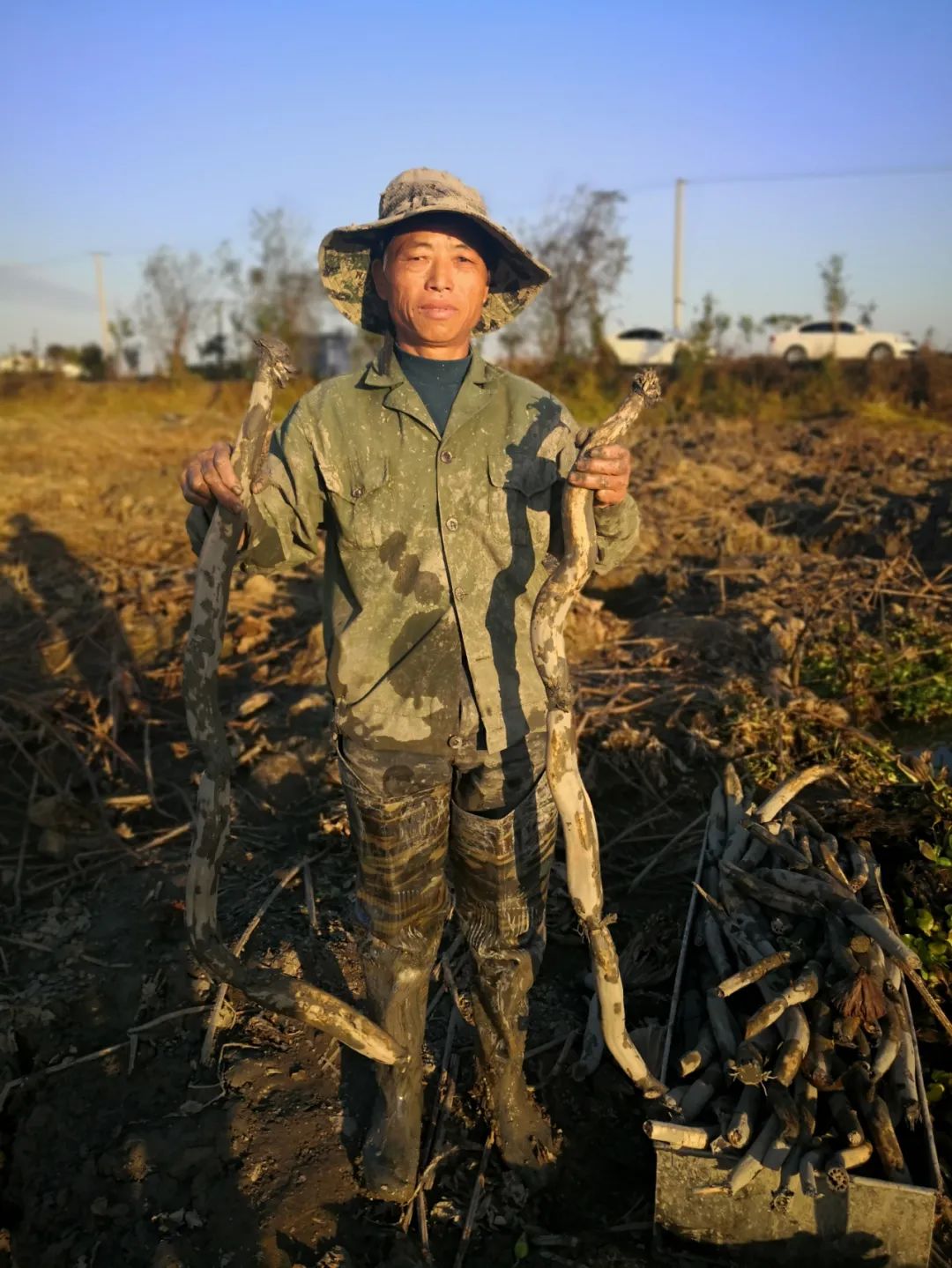 泥里淘金探访罗坊镇传统手工挖藕人