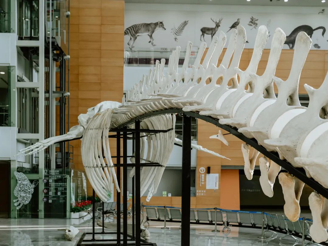 这也是中国目前最大的长须鲸骨骼标本