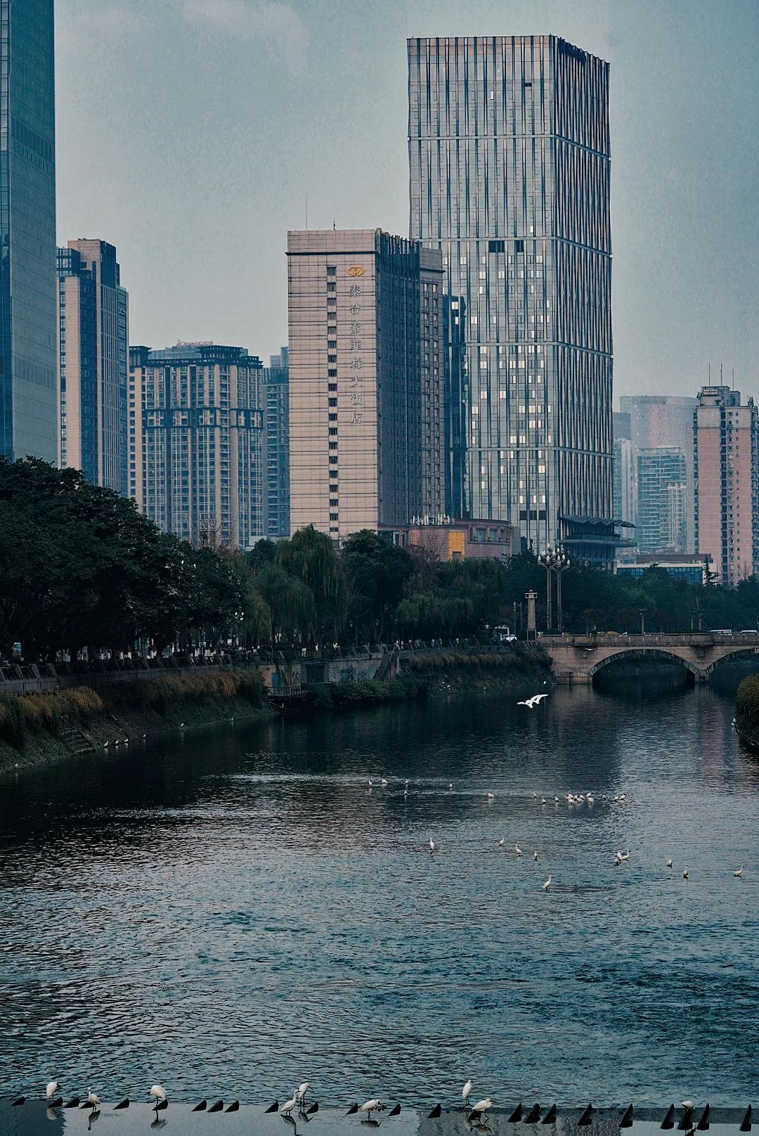 锦江不仅仅是城市里的一条河流,更是一个生物多样性的综合体系,白鹭