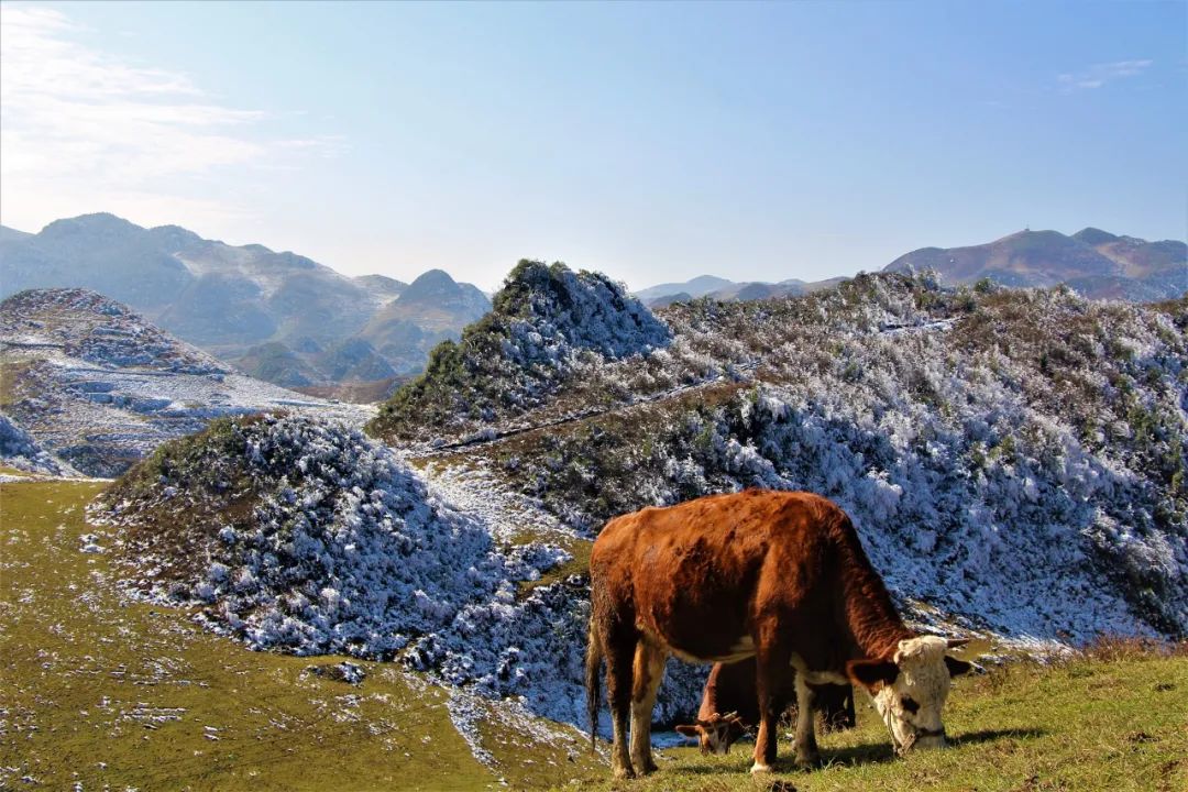 叮咚昭通限量版冬日美景上线