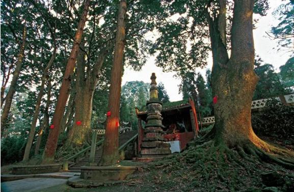 雲峰寺千年楨楠王(陶雄輝 攝)並非所有的楨楠樹都能生長出金絲紋理.