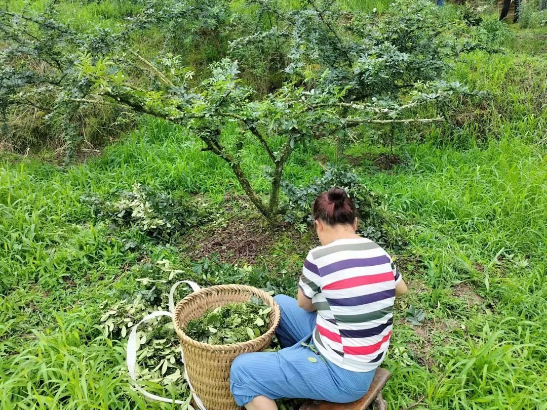 聚焦两会市人大代表陈翠花带着平昌青花椒上两会