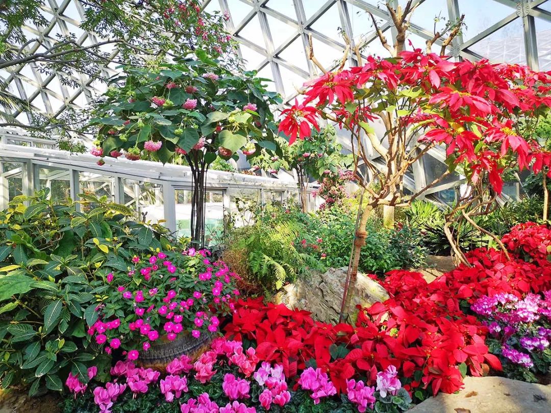 辰山植物园温室介绍图片