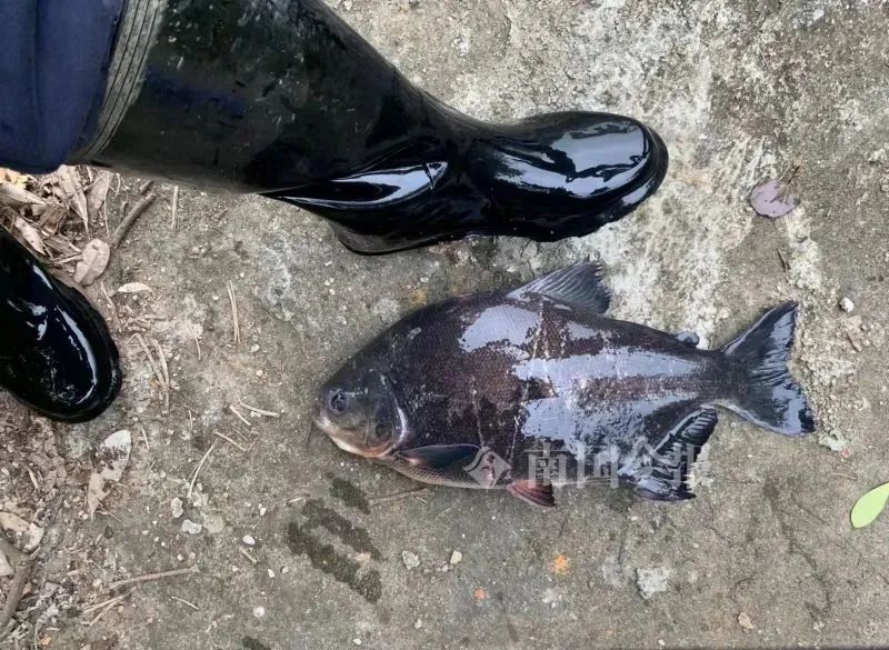 某地一公園驚現食人鯧性情兇猛對生態為害不小